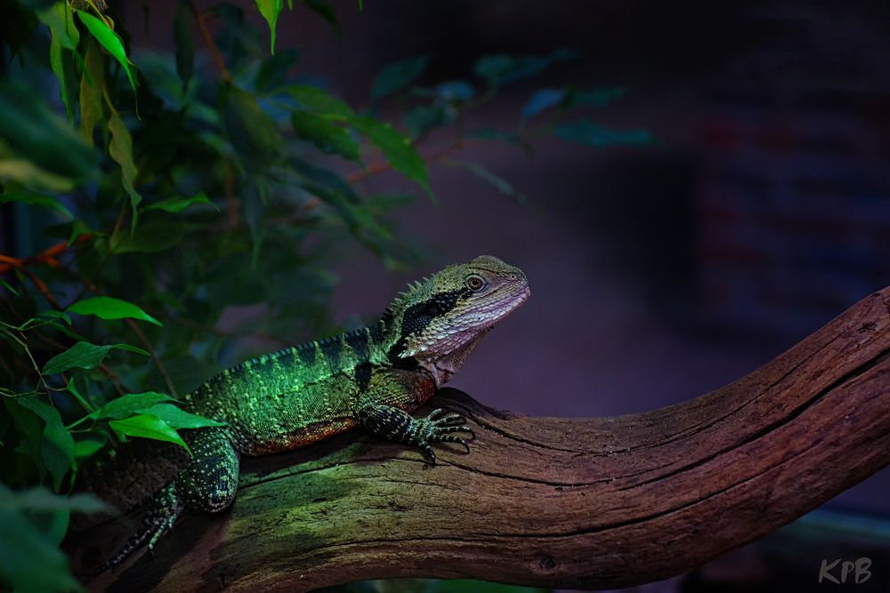 Australische Wasseragame