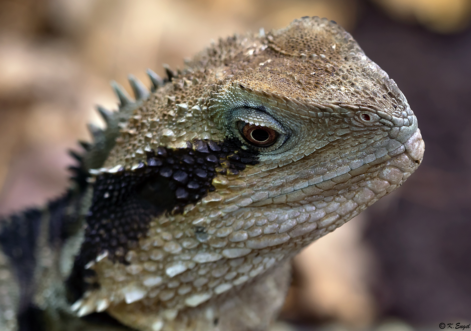  	Australische Wasseragame 