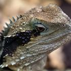  	Australische Wasseragame 