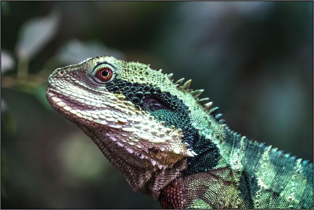 australische Wasseragame Foto & Bild | natur, zoo, tiere Bilder auf
