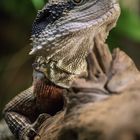 Australische Wasseragame