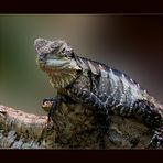 Australische Wasseragame