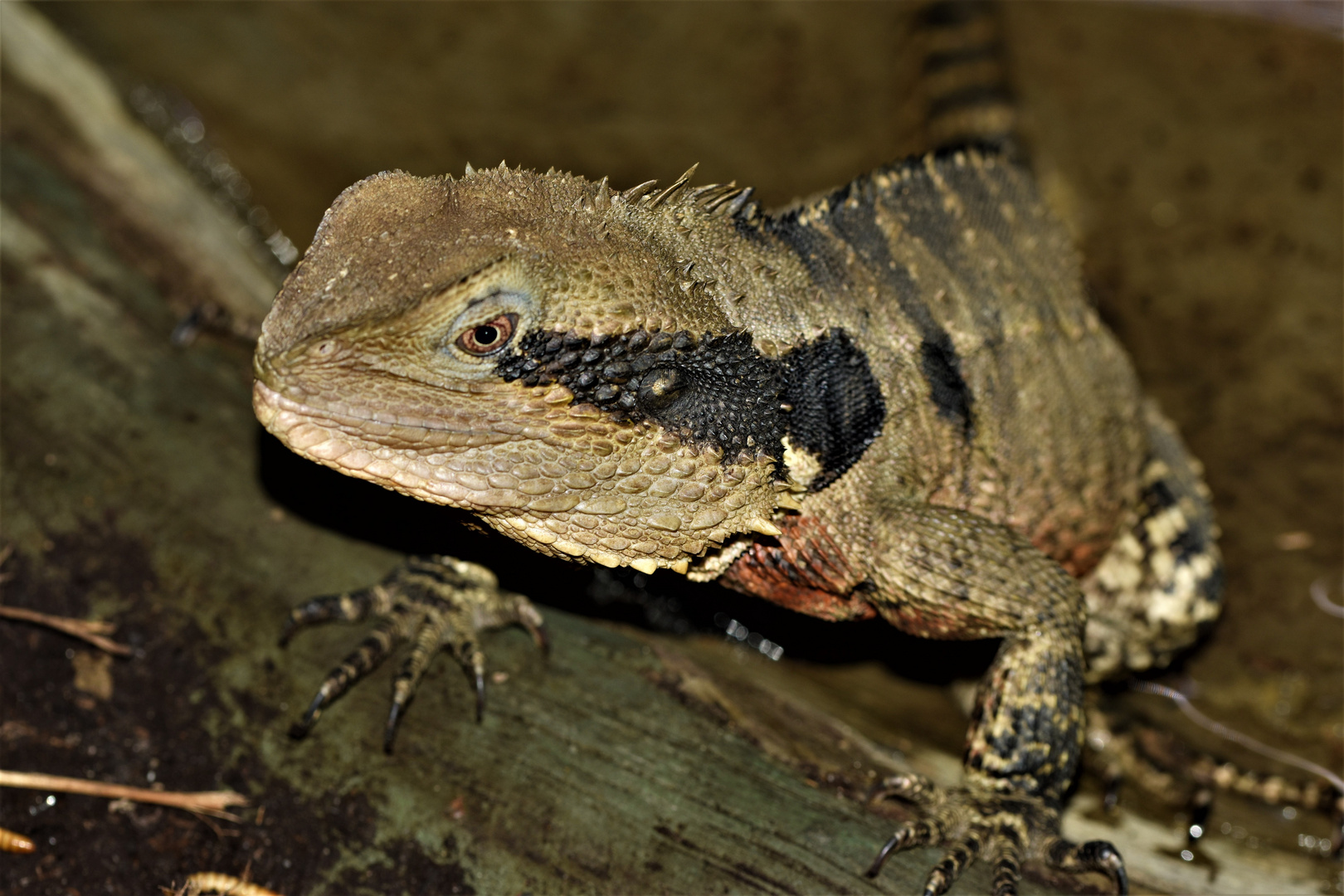 australische Wasseragame