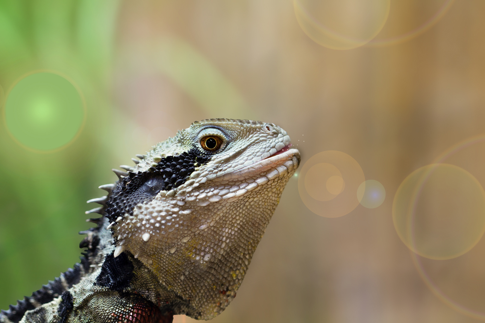 Australische Wasseragame