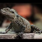 Australische Wasseragame