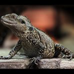 Australische Wasseragame