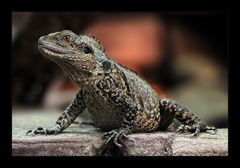 Australische Wasseragame