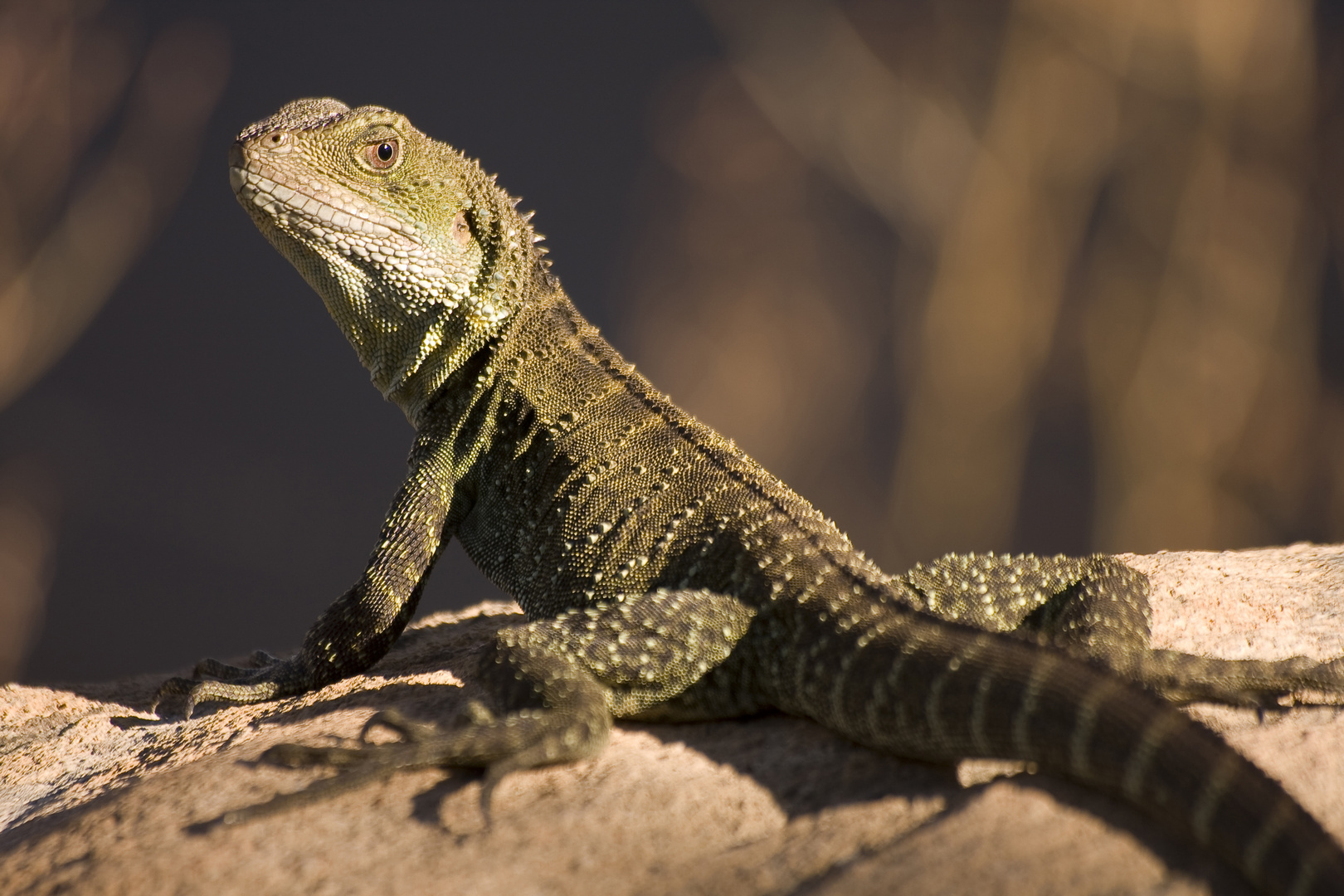 Australische Wasseragame im Abendlicht