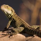 Australische Wasseragame im Abendlicht