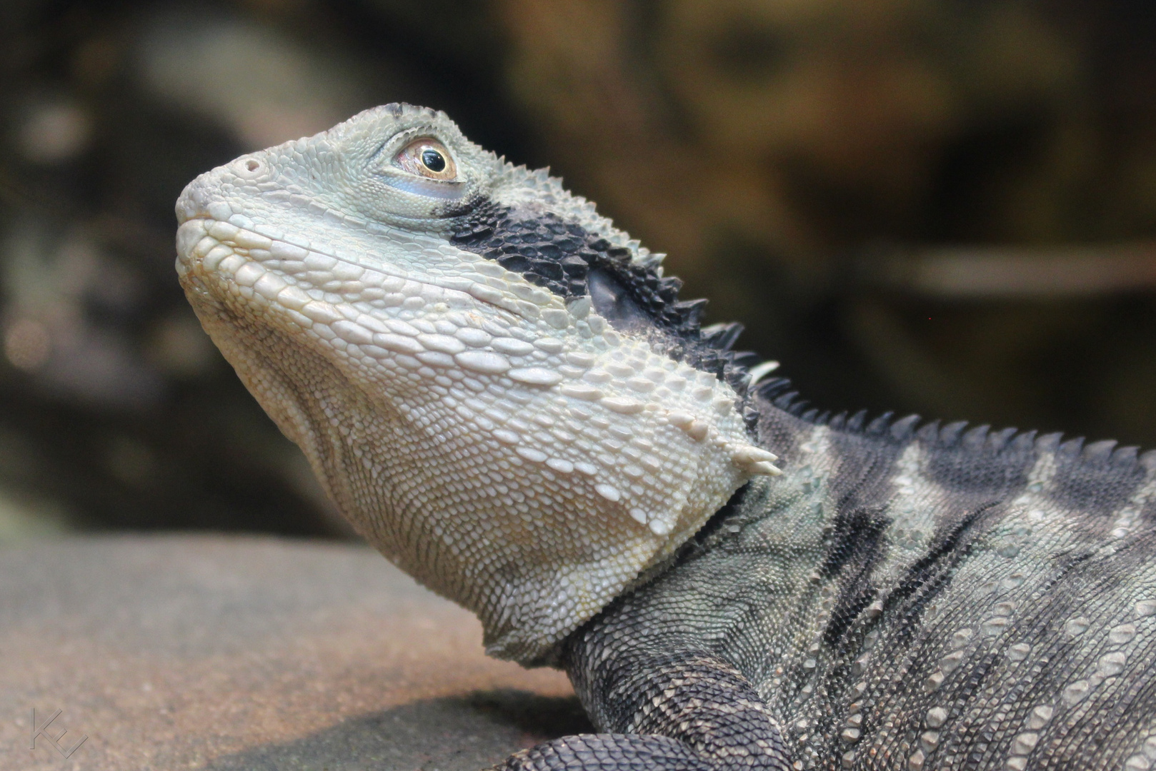 Australische Wasseragame (Physignathus lesueurii) - Zoo Frankfurt