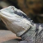 Australische Wasseragame (Physignathus lesueurii) - Zoo Frankfurt