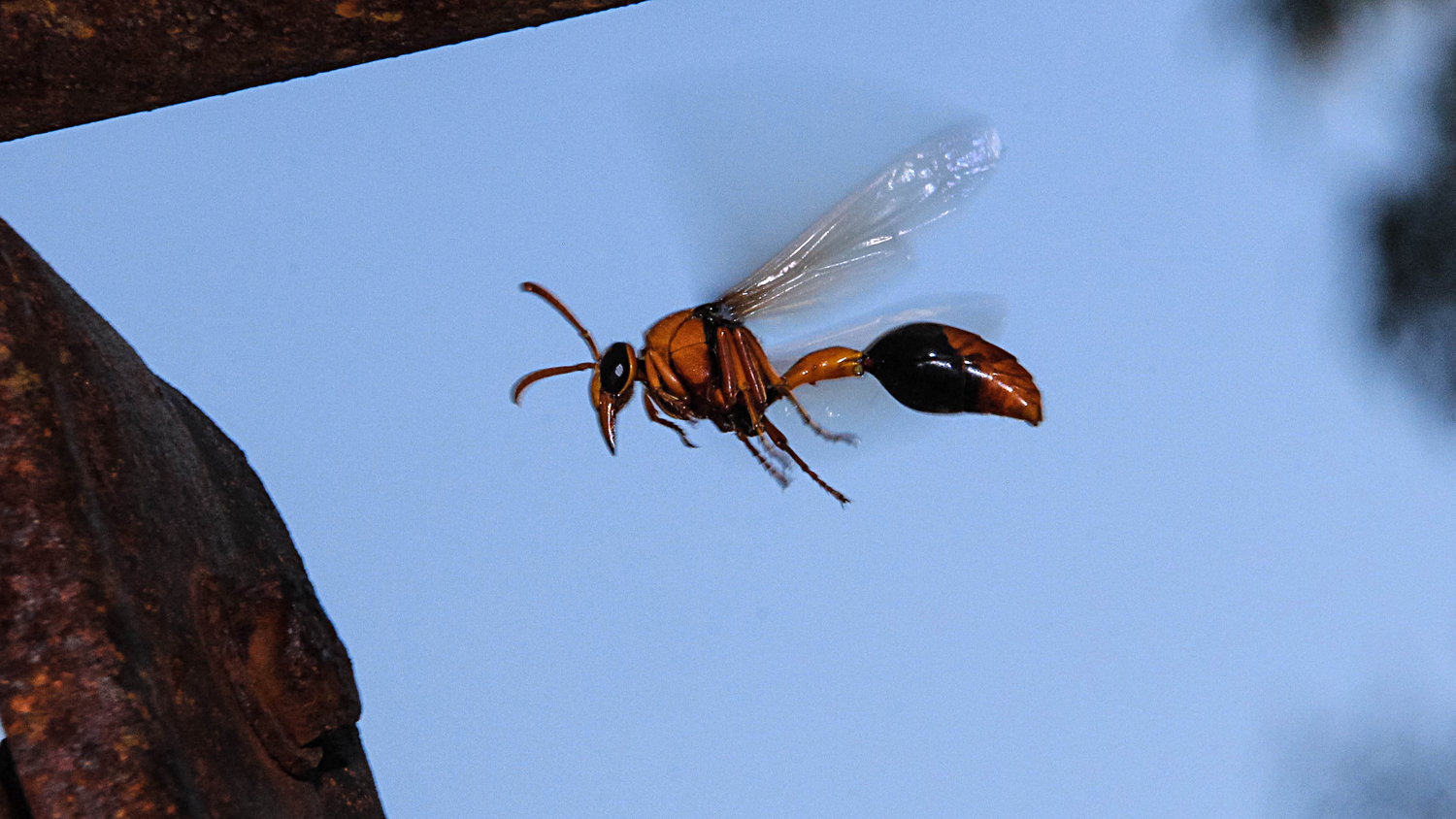 Australische Wespe