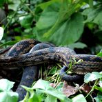 Australischer Amethystpython (Morelia kinghorni)