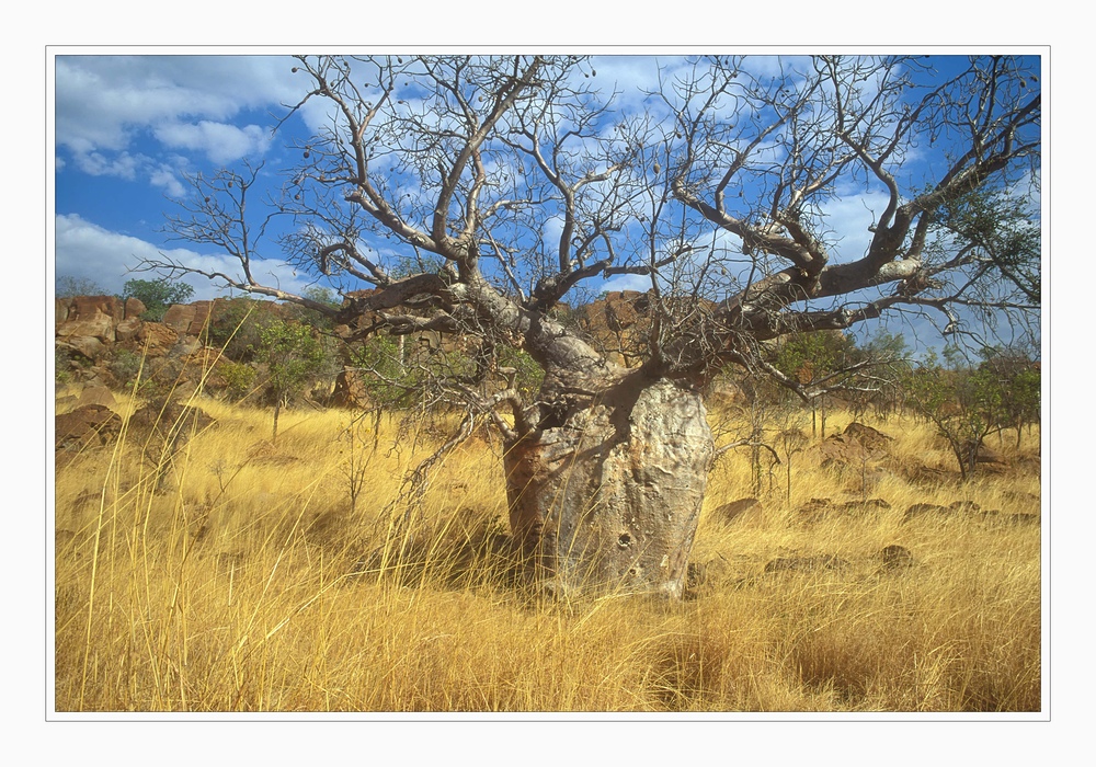 Australischer Baobab (Adansonia gregorii)