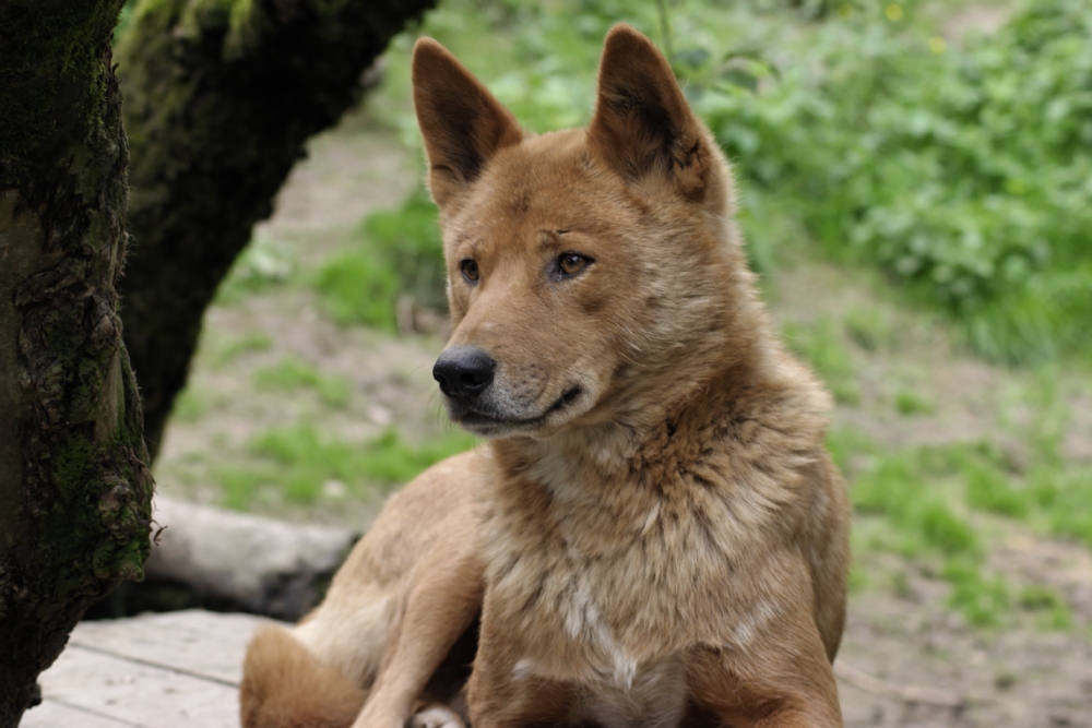 australischer Bergdingo