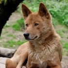 australischer Bergdingo