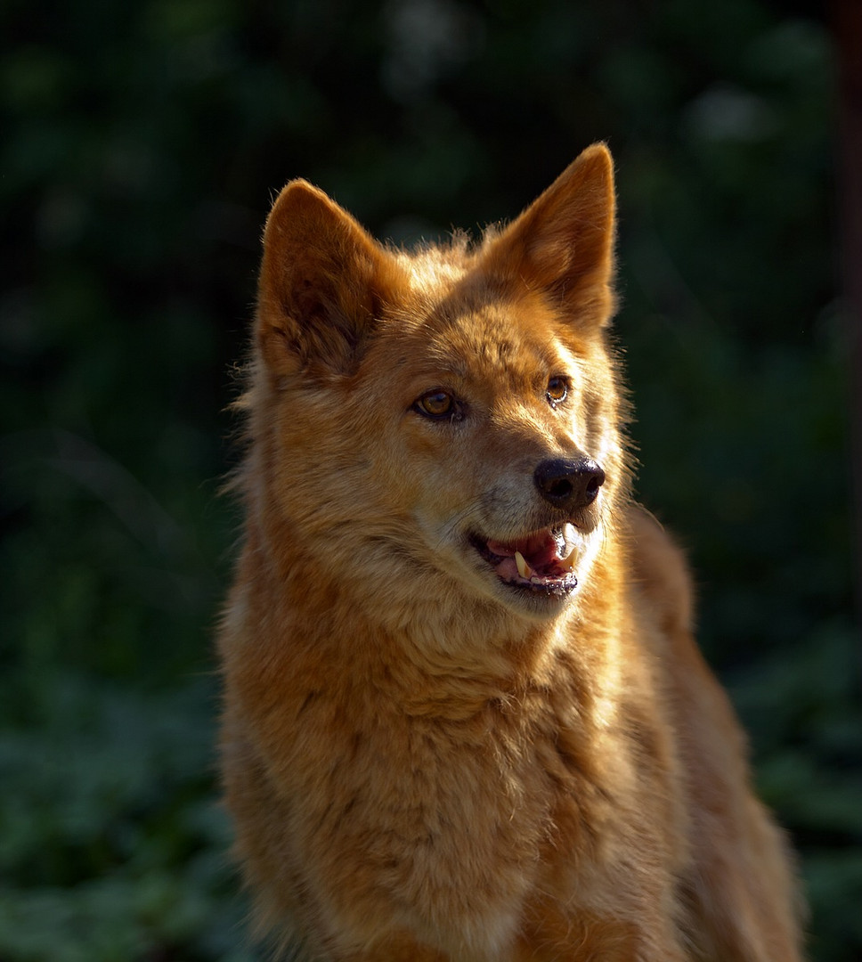 Australischer Bergdingo