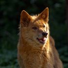 Australischer Bergdingo