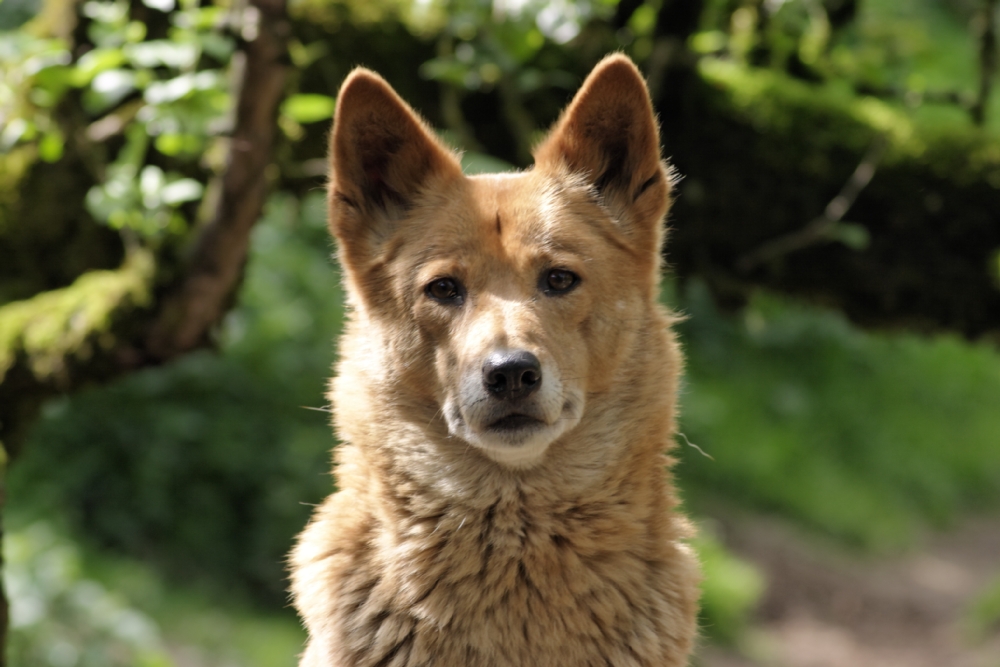 australischer Bergdingo Christian