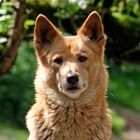 australischer Bergdingo Christian