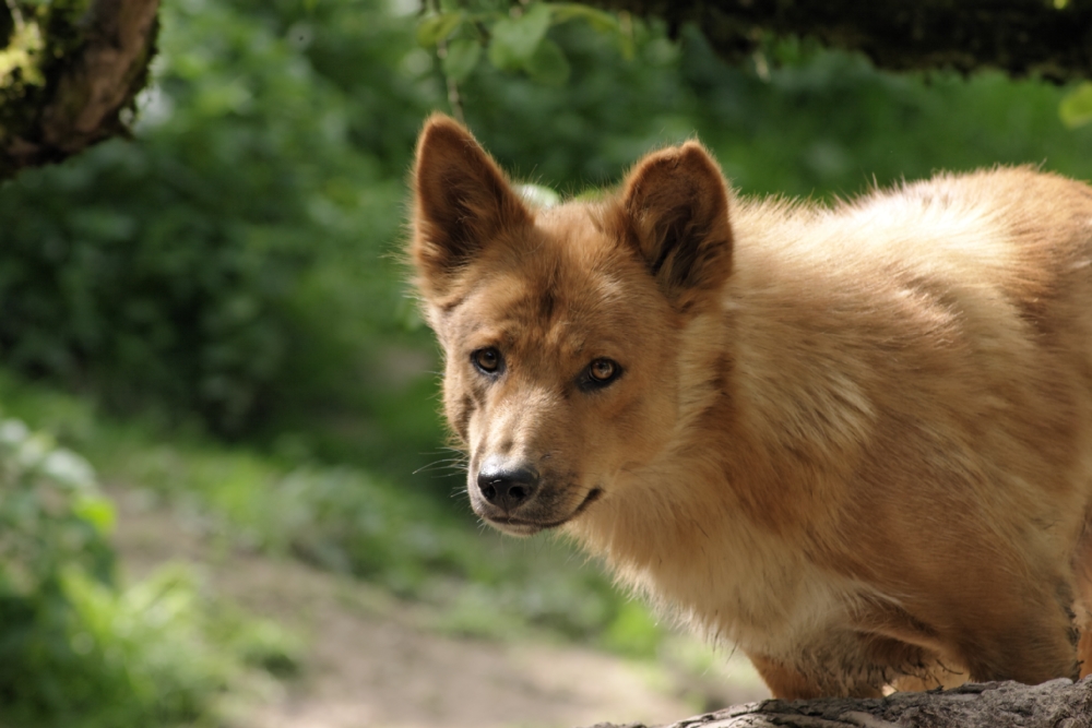 australischer Bergdingo1