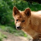 australischer Bergdingo1