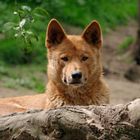 australischer Bergdingo2