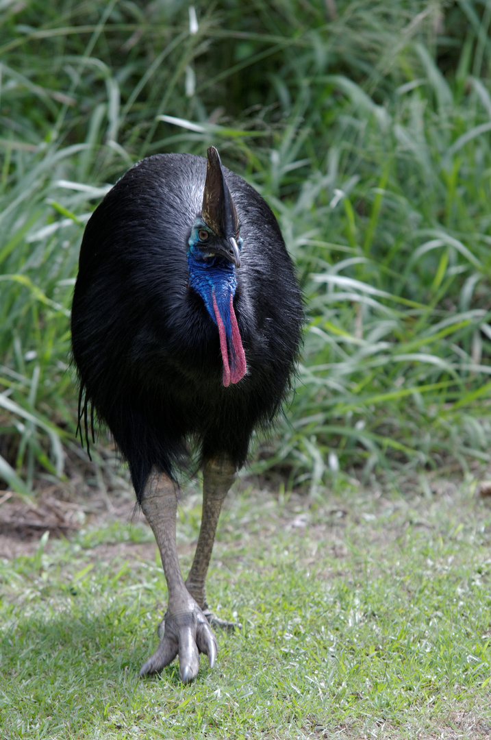 Australischer Cassowary