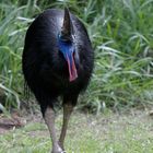 Australischer Cassowary