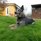 Australischer Cattle Dog