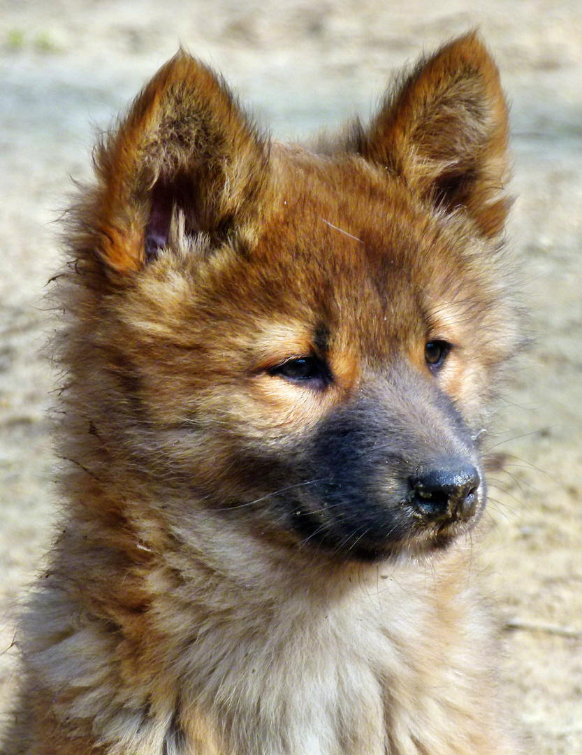 Australischer Dingo