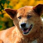 Australischer Dingo...................