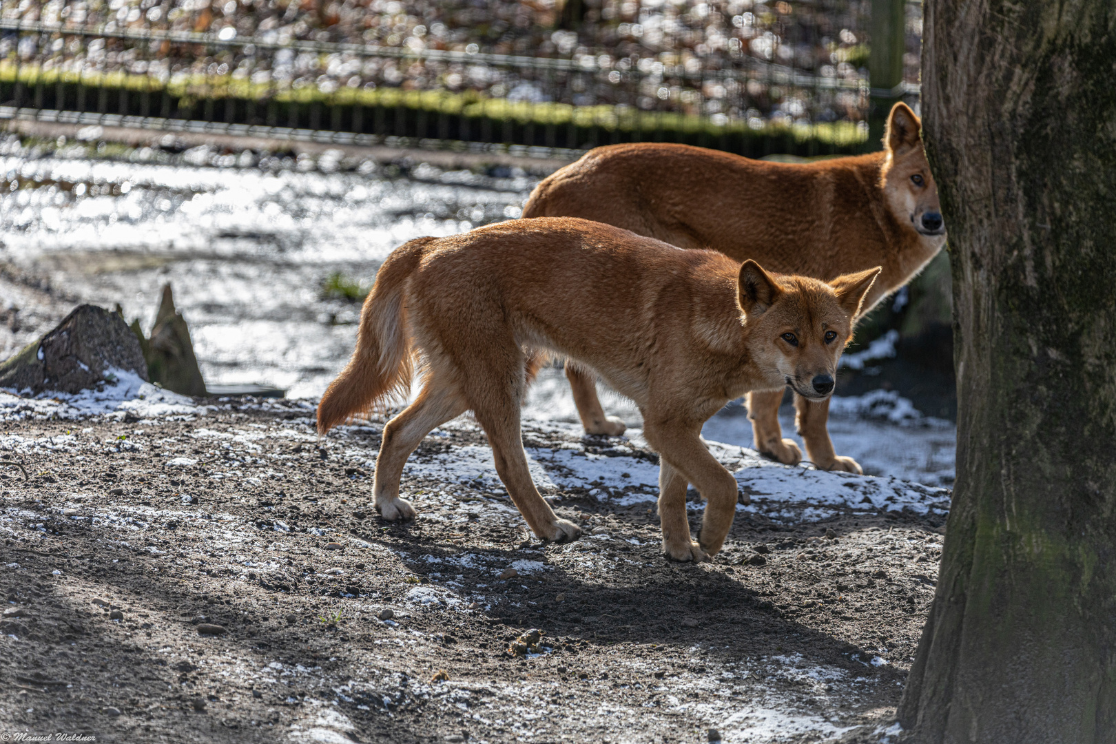 Australischer Dingo