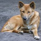 Australischer Dingo