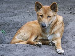 Australischer Dingo