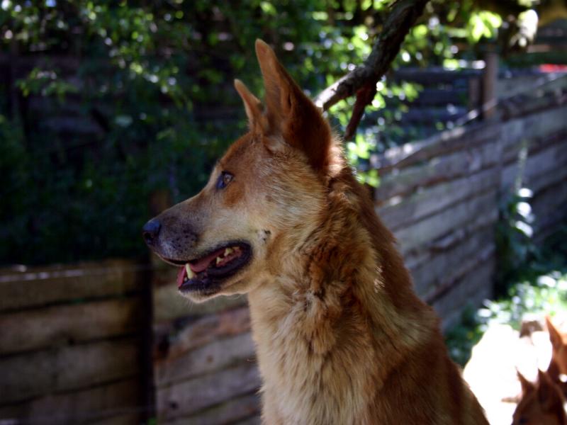 Australischer Dingo