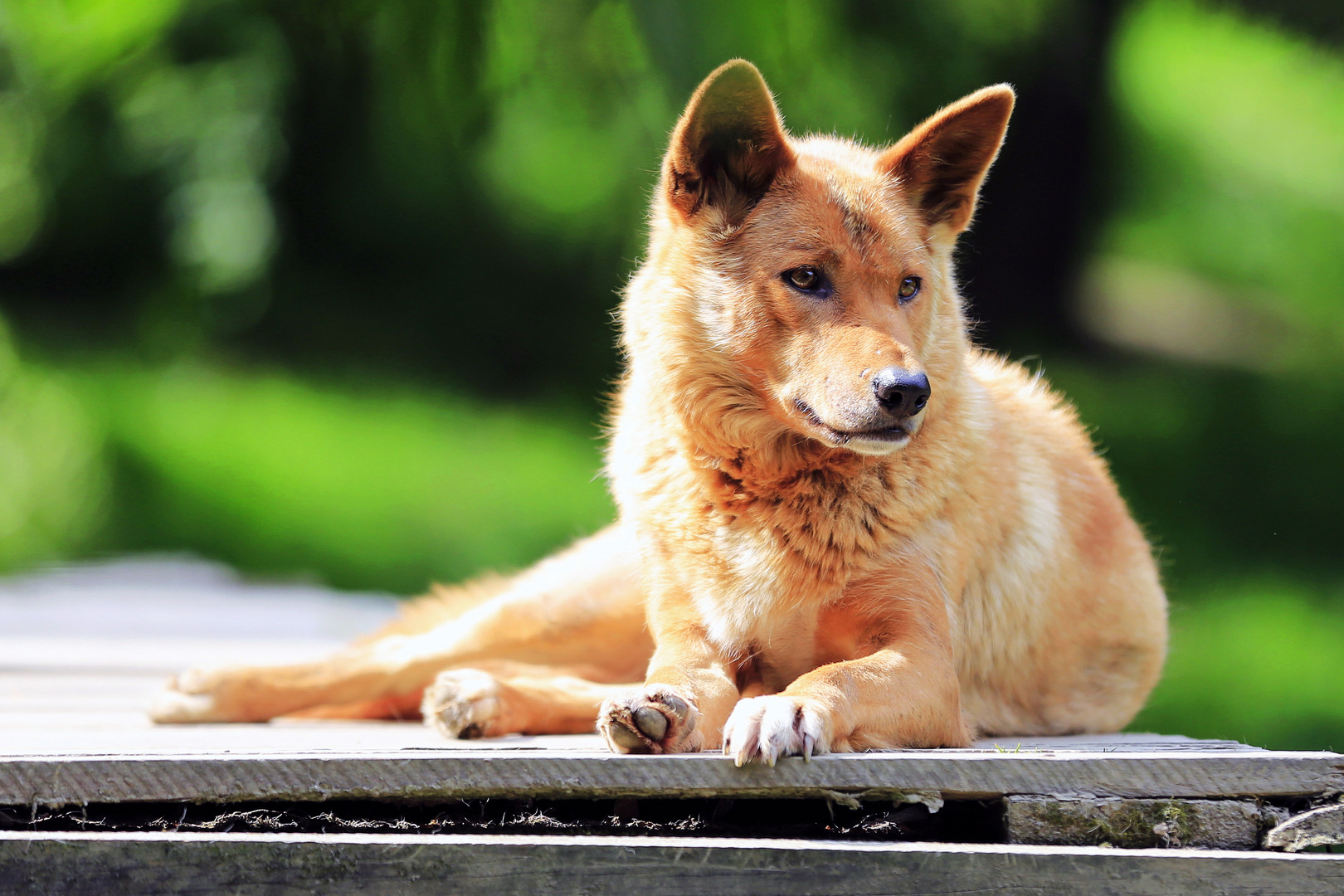 Australischer Dingo..................