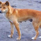 Australischer Dingo "Francis"