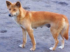 Australischer Dingo "Francis"