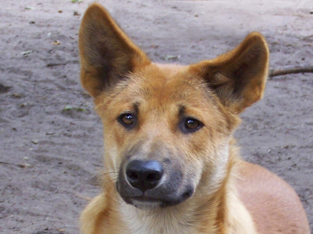 Australischer Dingo "Schlappi"