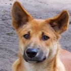 Australischer Dingo "Schlappi"