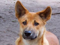 Australischer Dingo "Schlappi"