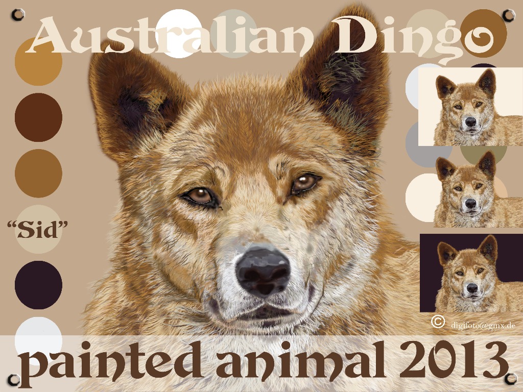 Australischer Dingo Sid