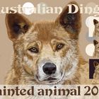 Australischer Dingo Sid