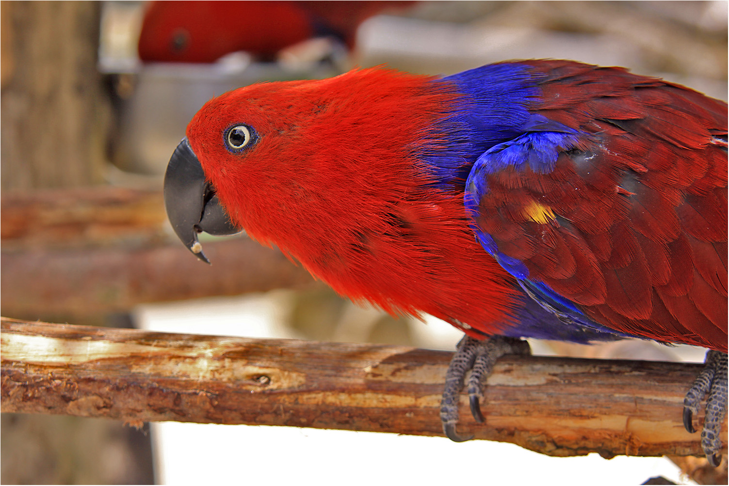 Australischer Edelpapagei Foto & Bild | natur, tiere, vögel Bilder auf fotocommunity