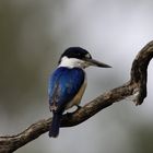 Australischer Eisvogel in freier Wildbahn