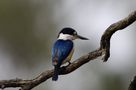 Australischer Eisvogel in freier Wildbahn von Bodo Herrmann