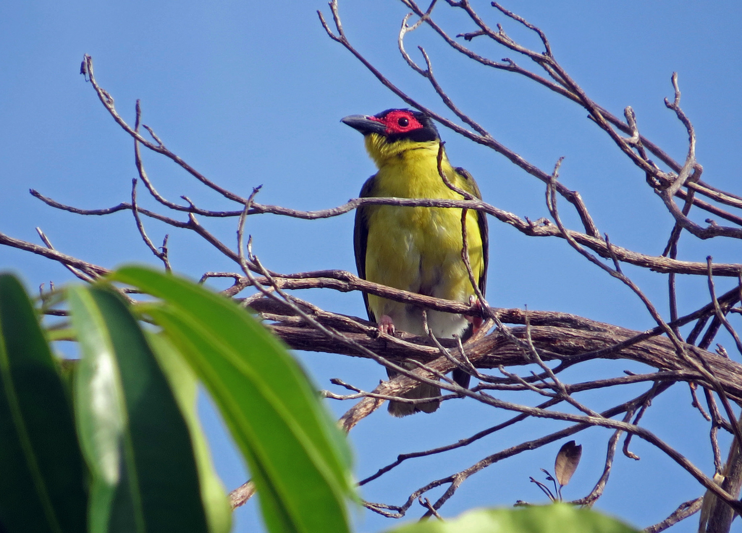 Australischer Feigenpirol