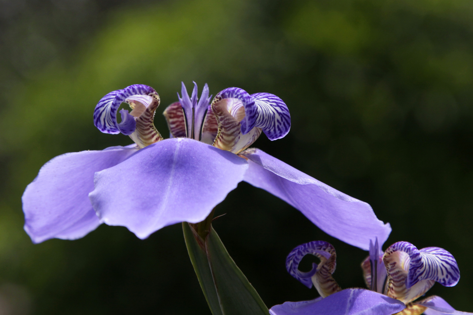 australischer frühling 5