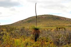 Australischer Grasbaum, Black Boy (Xanthorrhoeaceae)